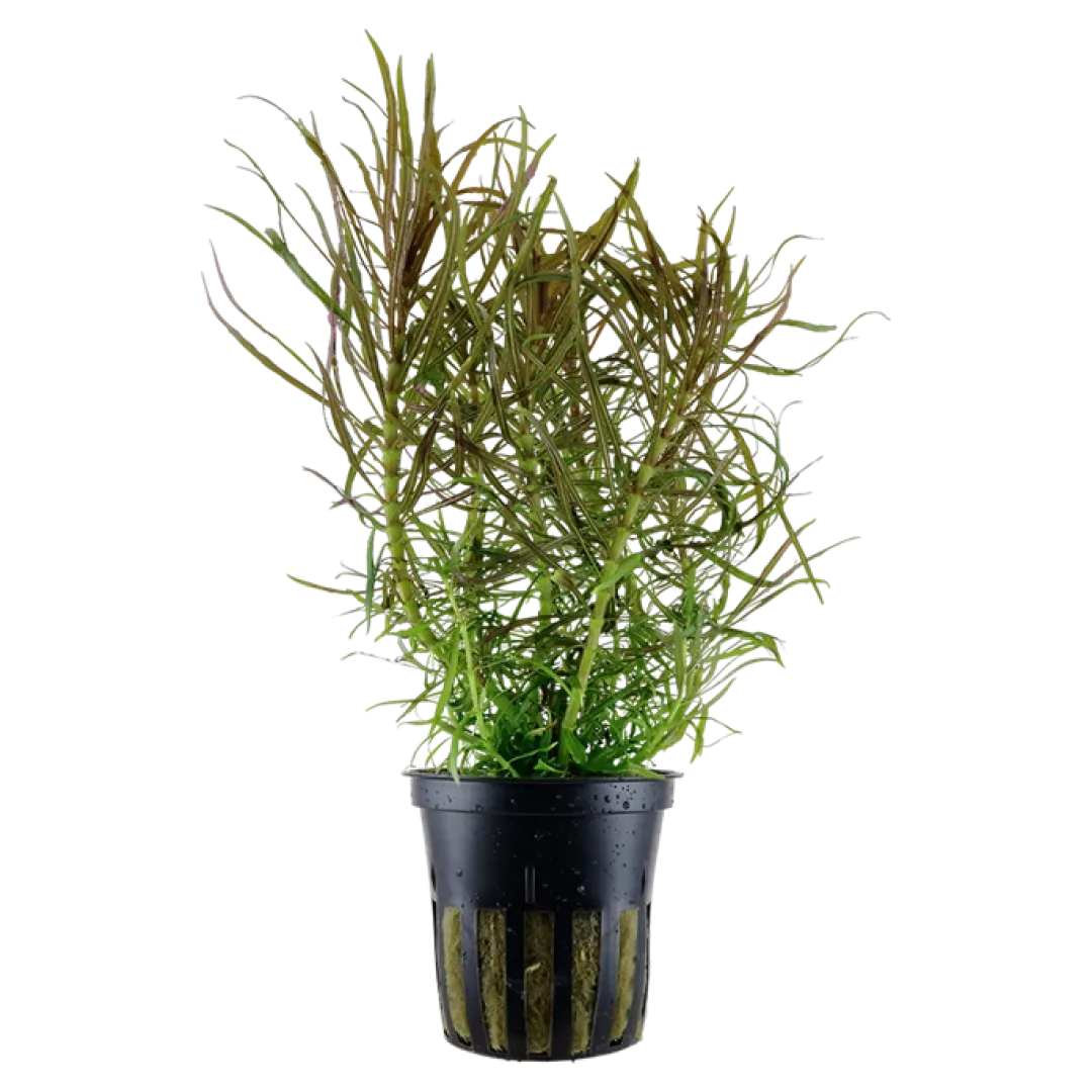 New Tropica Akvarieplante i potte Pogostemon stellatus Akvarieplanter