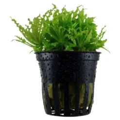 Online Tropica Akvarieplante i potte Pogostemon helferi Akvarieplanter