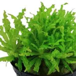Online Tropica Akvarieplante i potte Pogostemon helferi Akvarieplanter