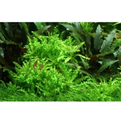 Online Tropica Akvarieplante i potte Pogostemon helferi Akvarieplanter