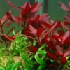 Best Tropica Akvarieplante i potte Ludwigia repens Rubin Akvarieplanter