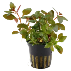 Best Tropica Akvarieplante i potte Ludwigia repens Rubin Akvarieplanter