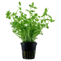 Hot Tropica Akvarieplante i potte Lindernia rotundifolia Akvarieplanter