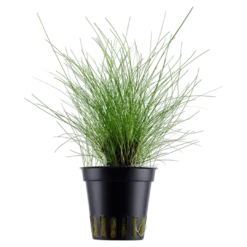 Tropica Akvarieplante ipotte Eleocharis parvula Akvarieplanter