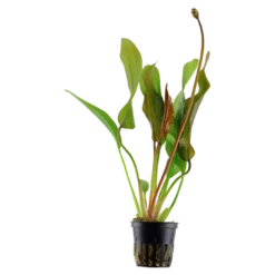 New Tropica Akvarieplante i potte Echinodorus Red Diamond Akvarieplanter