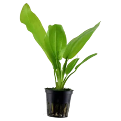 New Tropica Akvarieplante i potte Echinodorus cordifolius fluitans Akvarieplanter