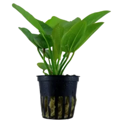 Clearance Tropica Akvarieplante i potte Echinodorus Aquartica Akvarieplanter