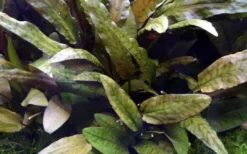 Online Tropica Akvarieplante i potte Cryptocoryne wendtii Tropica Akvarieplanter