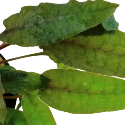 Online Tropica Akvarieplante i potte Cryptocoryne wendtii Tropica Akvarieplanter