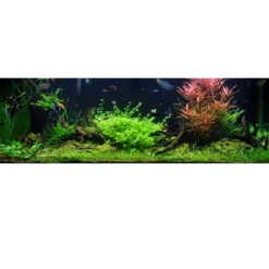 Discount Tropica Akvarieplante i potte Bacopa australis Akvarieplanter