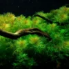 New Tropica Akvarieplante i potte Myriophyllum mattogrossense Akvarieplanter