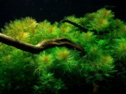 New Tropica Akvarieplante i potte Myriophyllum mattogrossense Akvarieplanter