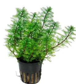 New Tropica Akvarieplante i potte Myriophyllum mattogrossense Akvarieplanter