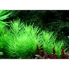 New Tropica Akvarieplante i potte Pogostemon deccanensis Akvarieplanter