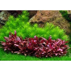 New Tropica Akvarieplante i potte Pogostemon deccanensis Akvarieplanter