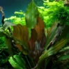Hot Tropica Akvarieplante i potte Echinodorus Reni Akvarieplanter