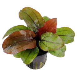 Hot Tropica Akvarieplante i potte Echinodorus Reni Akvarieplanter