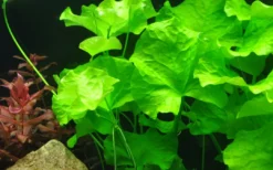 Best Tropica Akvarieplante i potte Nymphoides hydrophylla Taiwan Akvarieplanter