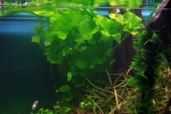 Best Tropica Akvarieplante i potte Nymphoides hydrophylla Taiwan Akvarieplanter