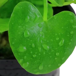 Best Tropica Akvarieplante i potte Nymphoides hydrophylla Taiwan Akvarieplanter