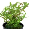 Hot Tropica Akvarieplante i potte Limnophila hippuridoides Akvarieplanter