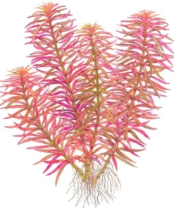 Hot Tropica Akvarieplante i potte Limnophila hippuridoides Akvarieplanter