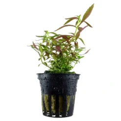 Hot Tropica Akvarieplante i potte Limnophila hippuridoides Akvarieplanter