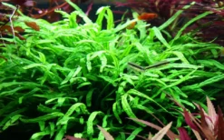 Hot Tropica Akvarieplante i potte Microsorum pteropus Trident Akvarieplanter