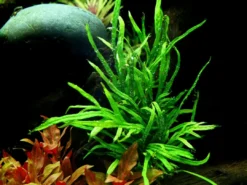 Hot Tropica Akvarieplante i potte Microsorum pteropus Trident Akvarieplanter