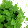 Clearance Tropica Akvarieplante i potte Hydrocotyle tripartita Akvarieplanter