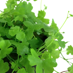 Clearance Tropica Akvarieplante i potte Hydrocotyle tripartita Akvarieplanter