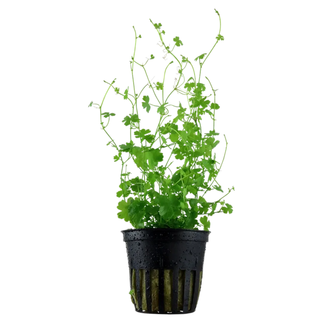 Clearance Tropica Akvarieplante i potte Hydrocotyle tripartita Akvarieplanter