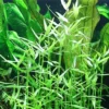 New Tropica Akvarieplante i potte Murdannia keisak Akvarieplanter