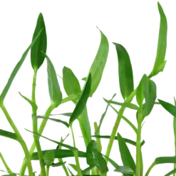 New Tropica Akvarieplante i potte Murdannia keisak Akvarieplanter