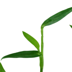 New Tropica Akvarieplante i potte Murdannia keisak Akvarieplanter