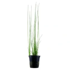 Best Tropica Akvarieplante i potte Eleocharis montevidensis Akvarieplanter