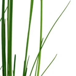 Best Tropica Akvarieplante i potte Eleocharis montevidensis Akvarieplanter