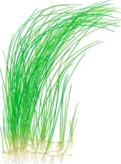 Best Tropica Akvarieplante i potte Eleocharis montevidensis Akvarieplanter