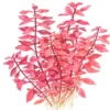 Sale Tropica Akvarieplante i potte Ludwigia palustris Super Red Akvarieplanter