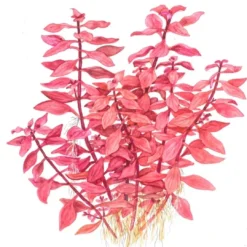 Sale Tropica Akvarieplante i potte Ludwigia palustris Super Red Akvarieplanter