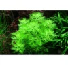Sale Tropica Akvarieplante i potte Hottonia palustris Akvarieplanter