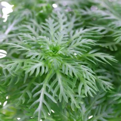 Sale Tropica Akvarieplante i potte Hottonia palustris Akvarieplanter
