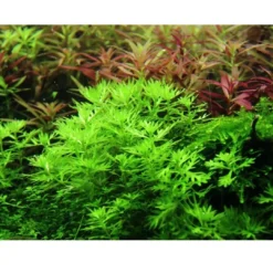 Sale Tropica Akvarieplante i potte Hottonia palustris Akvarieplanter