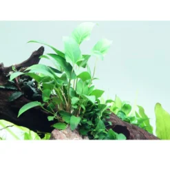 Hot Tropica Akvarieplante i potte Anubias Gracilis Akvarieplanter