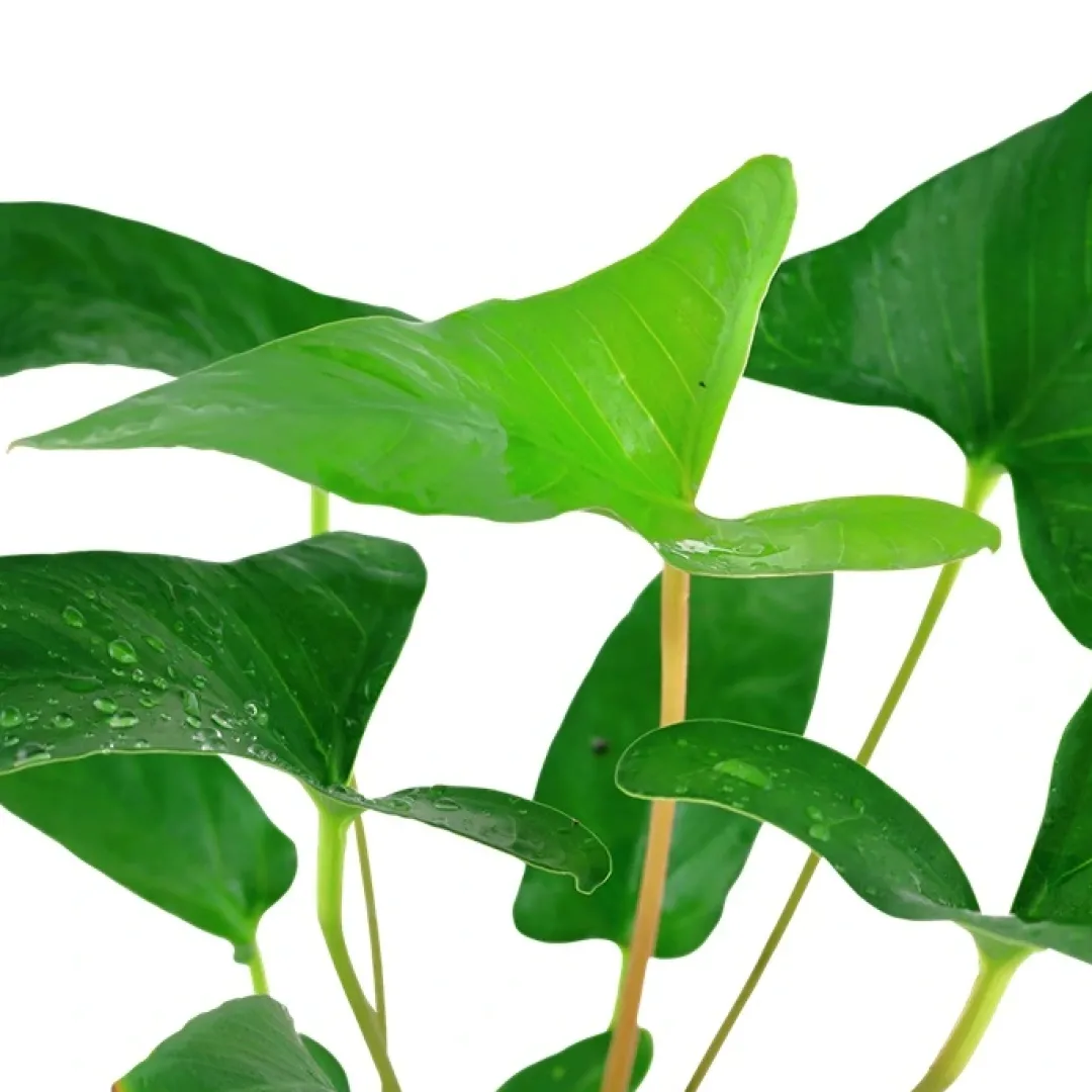 Hot Tropica Akvarieplante i potte Anubias Gracilis Akvarieplanter
