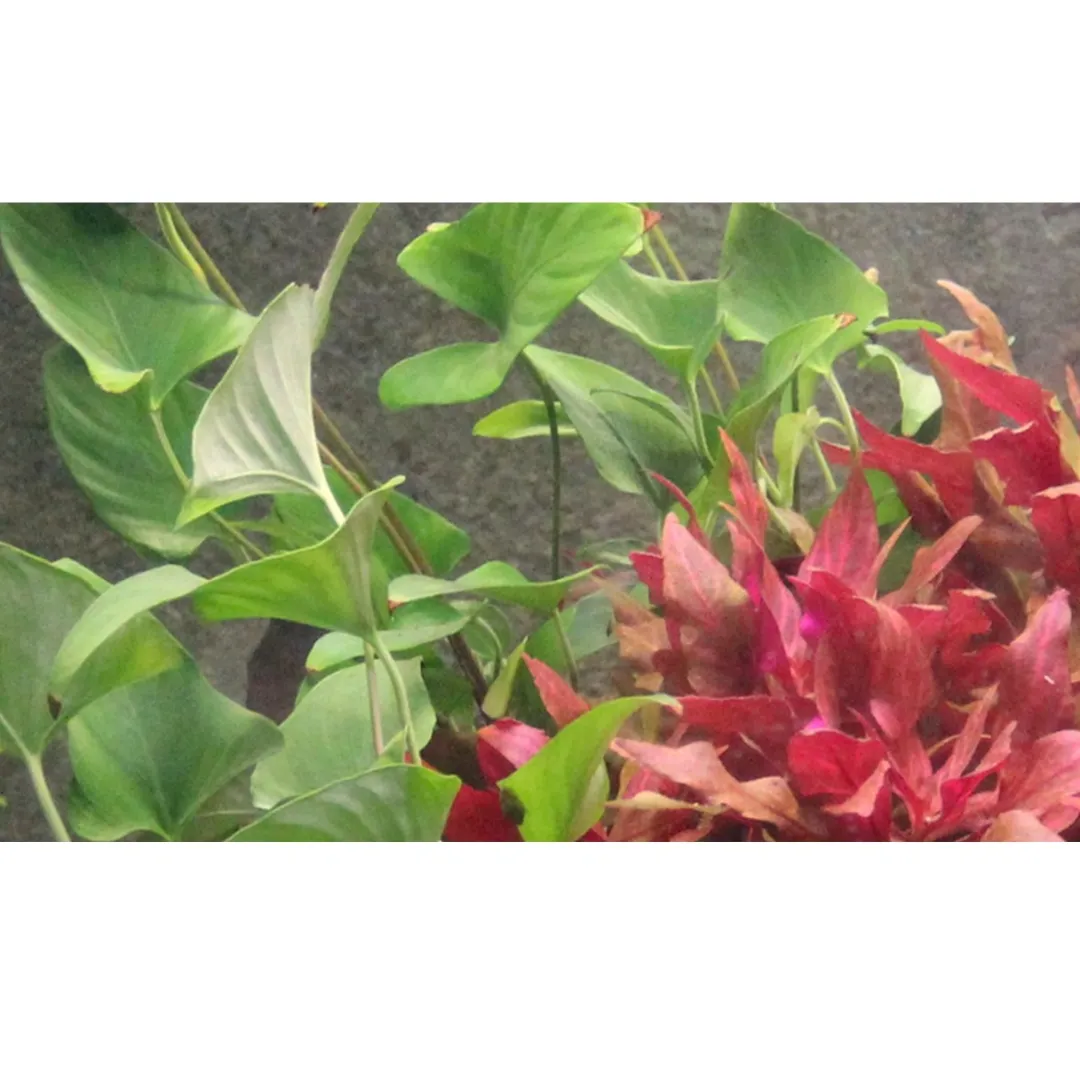 Hot Tropica Akvarieplante i potte Anubias Gracilis Akvarieplanter