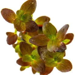 Best Tropica Akvarieplante i potte Bacopa salzmanni Purple Akvarieplanter