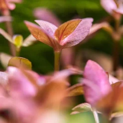 Best Tropica Akvarieplante i potte Bacopa salzmanni Purple Akvarieplanter