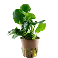 Best Tropica Akvarieplante i potte Anubias barteri Coin Leaf Akvarieplanter