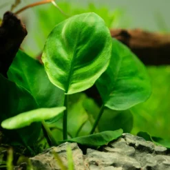 Best Tropica Akvarieplante i potte Anubias barteri Coin Leaf Akvarieplanter
